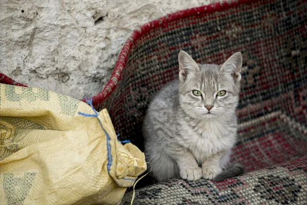 Il gatto sul sacco Ladak, India — Foto Stock