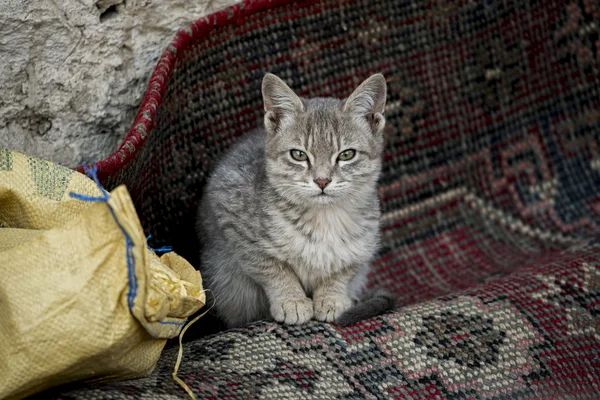 Il gatto sul sacco Ladak, India — Foto Stock
