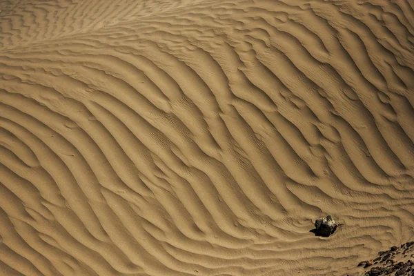 Kumul Nubra Valley Ladakh, Hindistan