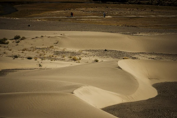 Θίνη άμμου στο Nubra valley Ladakh, Ινδία — Φωτογραφία Αρχείου