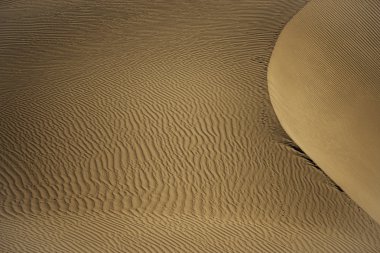 Kumul Nubra Valley Ladak, Hindistan