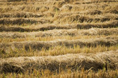 hasat pirinç alan arka plan