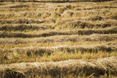 hasat pirinç alan arka plan