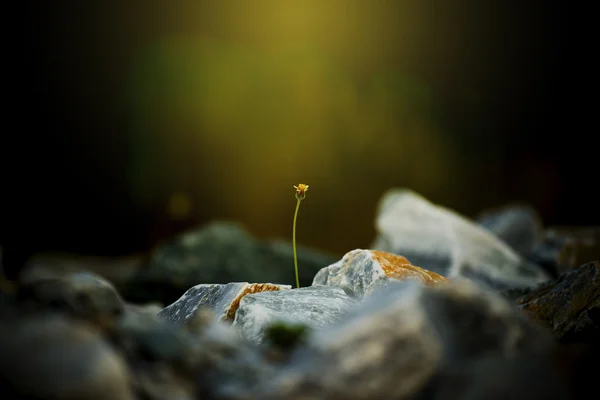 Kleine bloem op de rots en flare licht, Thailand — Stockfoto