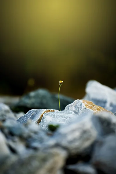 Küçük çiçek rock ve fişek ışığı, Tayland