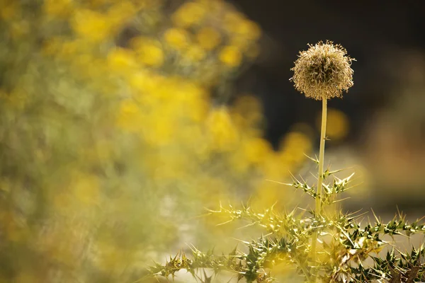 Dikenli çöl Ladakh, Hindistan ile yakın çekim kuru çiçekler