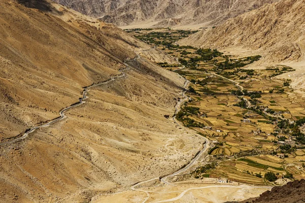 Rolnictwo w pustyni w drodze do Pangong jezioro z Leh Ladakh, Indie - września 2014 — Zdjęcie stockowe