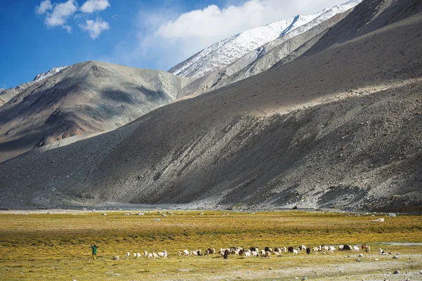Meadows and snow mountain range Ladakh ,India - September 2014 — Stock Photo, Image