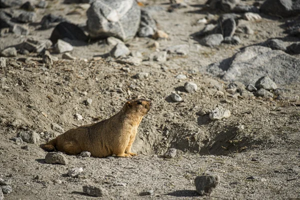 Himalaya Dağ sıçanı