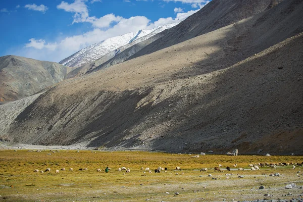 Ängar och snow mountain range Ladakh, Indien - September 2014 — Stockfoto
