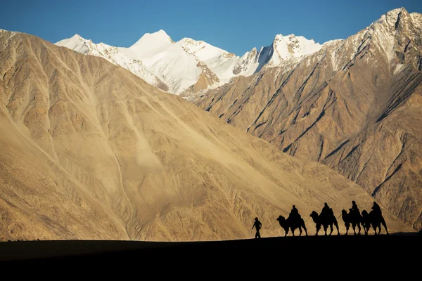 Silhouette de caravanes de voyageurs à cheval chameaux Nubra Valley Ladakh, Inde — Photo