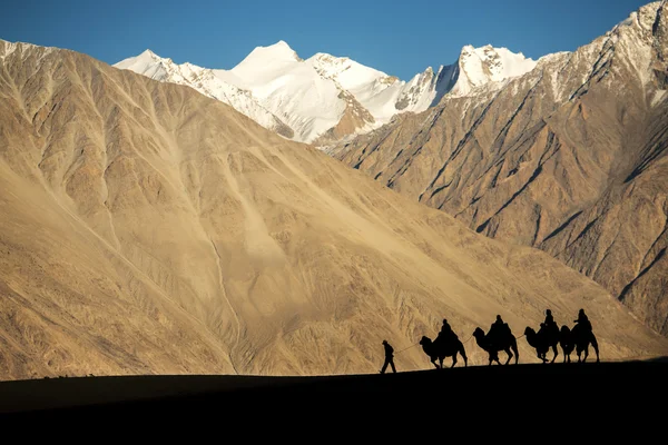 Sylwetka podróżnych karawana konna wielbłądy eksplorowali dolinę Ladakh, Kaszmir — Zdjęcie stockowe