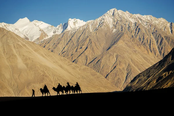 Silhouette de caravanes de voyageurs à cheval chameaux Nubra Valley Ladakh, Inde — Photo