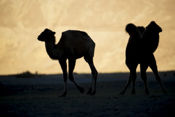 Silhueta camelos jovens em duna de areia vale Nubra Ladakh, Índia - setembro 2014 — Fotografia de Stock