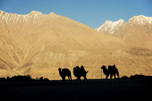Siluet genç deve kumul Nubra Vadisi Ladakh, Hindistan - Eylül 2014 — Stok fotoğraf
