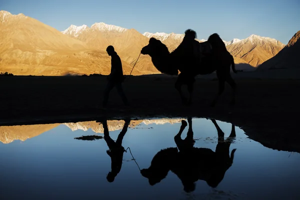 Silhouette kamel reflektion och snö bergskedjan Nubra Valley Ladakh, Indien - September 2014 — Stockfoto