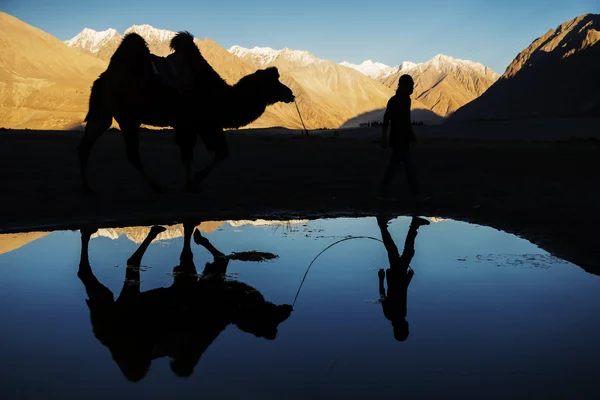 Silueta camello reflejo y cordillera de nieve Nubra Valley Ladakh, India - Septiembre 2014 — Foto de Stock