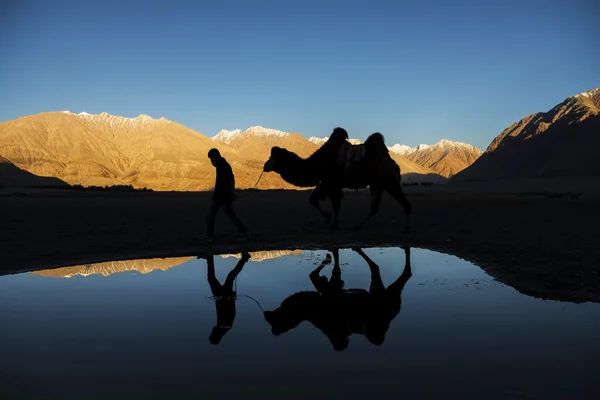 Reflexão de camelo silhueta e cordilheira de neve Nubra Valley Ladakh, Índia - setembro de 2014 — Fotografia de Stock