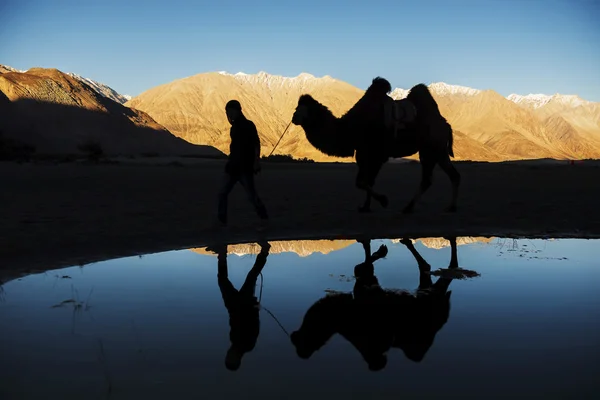 剪影骆驼反射和雪山脉努布拉谷拉达克，印度-2014 年 9 月 — 图库照片