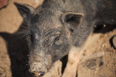 Piglet Tayland dağ tepe Köyü'nde yukarı kapatın