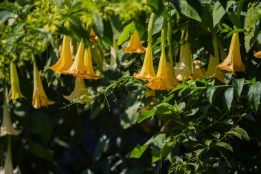 Angel'ın trompet (Brugmansia Versicolor), Grenada sarı