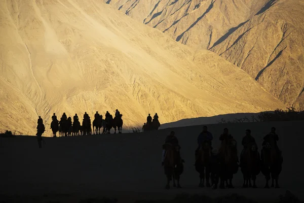 Sziluettjét karaván utazók lovaglás tevék Nubra völgy Ladakh, India - szeptember 2014 — Stock Fotó