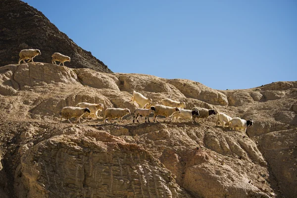 Keçi Moon, kayaya Lamayuru Ladakh, Hindistan - Eylül 2014 arazi. — Stok fotoğraf