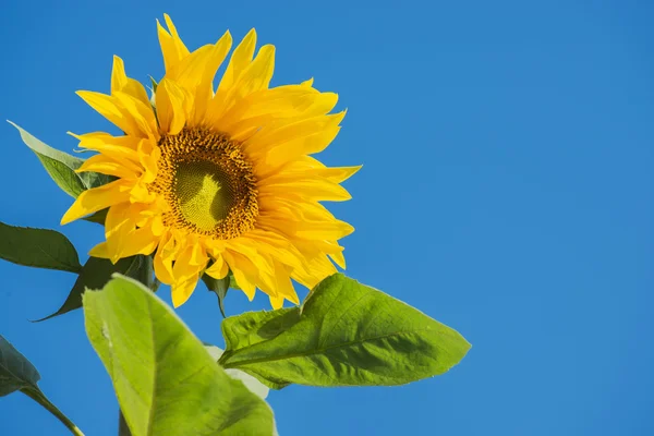 Güzel ayçiçeği ve mavi gökyüzü, Tayland