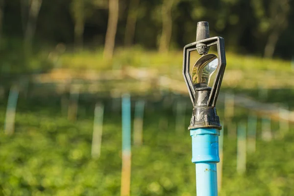 Vatten sprinkler i trädgården — Stockfoto