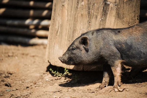 Piglet Tayland dağ tepe Köyü'nde yukarı kapatın