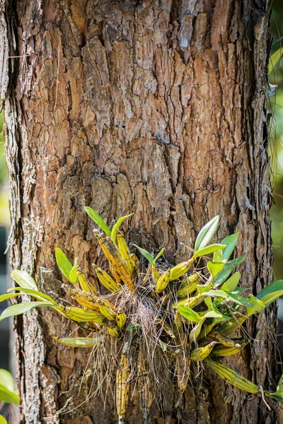 Orkide cins Stadyumu çam ağacı