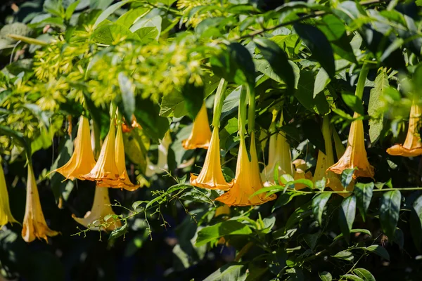 Angel'ın trompet (Brugmansia Versicolor), Grenada sarı