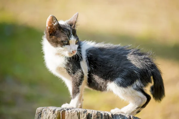 Thai gatto bianco e nero due occhi colorati in giardino — Foto Stock