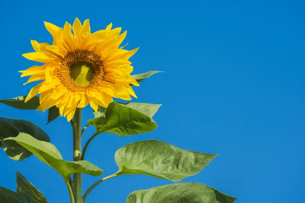 Krásné slunečnice a modrá obloha, Thajsko Stock Obrázky