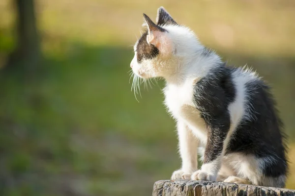 Thai gatto bianco e nero due occhi colorati in giardino — Foto Stock