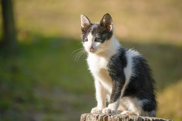 Thai gatto bianco e nero due occhi colorati in giardino — Foto Stock