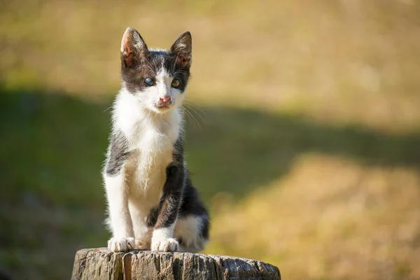 Thai gatto bianco e nero due occhi colorati in giardino — Foto Stock