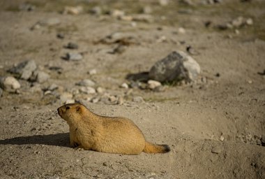 Pangong Gölü Ladakh, Himalaya Dağ sıçanı. Hindistan - Eylül 2014