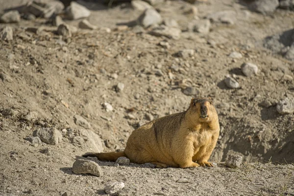 Pangong Gölü Ladakh, Himalaya Dağ sıçanı. Hindistan - Eylül 2014
