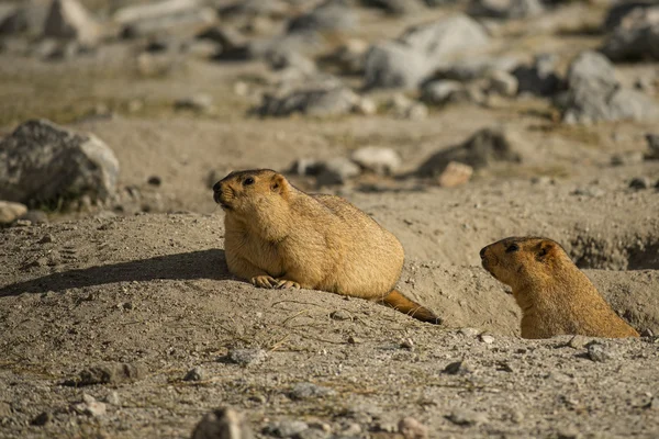 Pangong Gölü Ladakh, Himalaya Dağ sıçanı. Hindistan - Eylül 2014