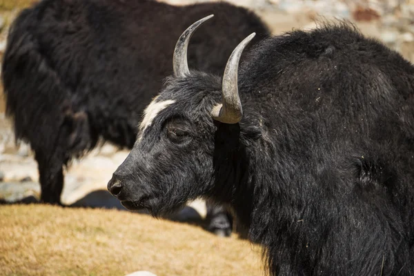 Close up wild yak in Himalaya mountains. India, Ladakh - September 2014 — Stock Photo, Image