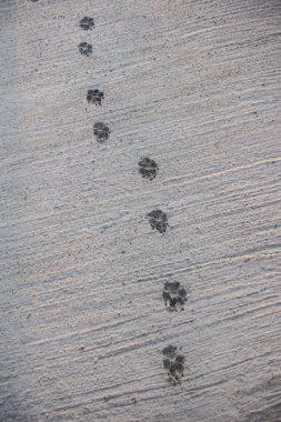Köpek ayak izi yürüyüş ıslak beton zemin zemin üzerine