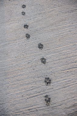 Dog Footprint walk on wet concrete floor background clipart