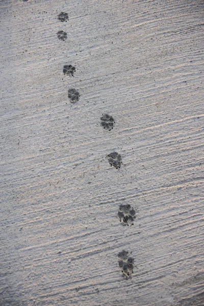 Отпечаток ноги собаки на мокром бетонном фоне — стоковое фото
