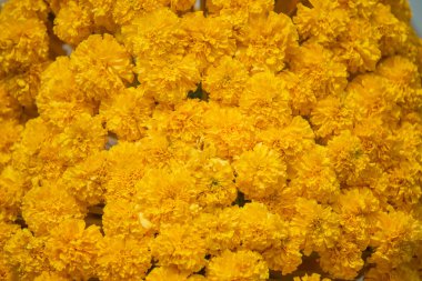 Mary Gold çiçek arka plan ve doku.