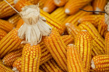 Kurutulmuş Mısır arka plan ve doku