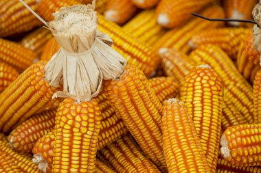 Kurutulmuş Mısır arka plan ve doku