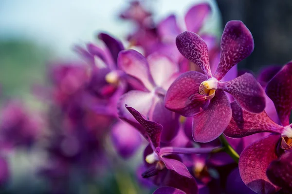 Bellissimo albero di fiori orchidea viola — Foto Stock