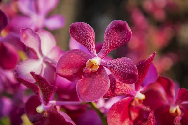 Bellissimo albero di fiori orchidea viola — Foto Stock