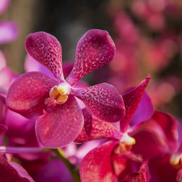 Bellissimo albero di fiori orchidea viola — Foto Stock